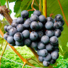 Vinograd-Juodupe