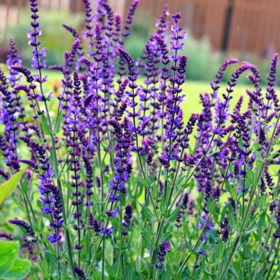 Шалфей дубравный Нью Дименшен Блю (син.)