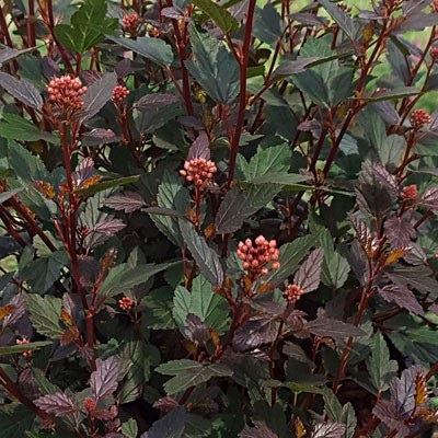 Литтл джокер