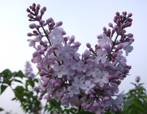 серебрянное облако