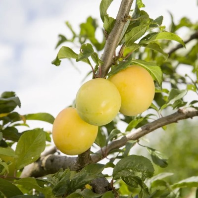 Алыча Подарок Санкт-Петербургу (желт.)