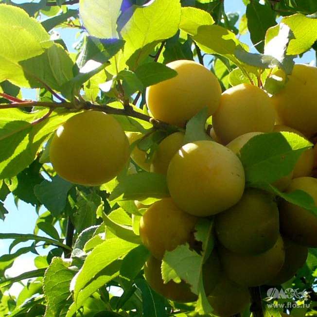 Слива Белоснежка_2