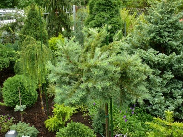 lilejnik-Stella-de-oro