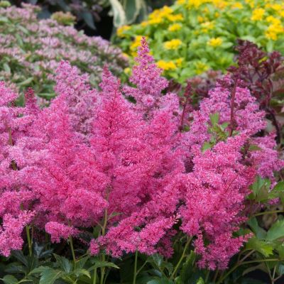 Astilbe-Astary-Rose