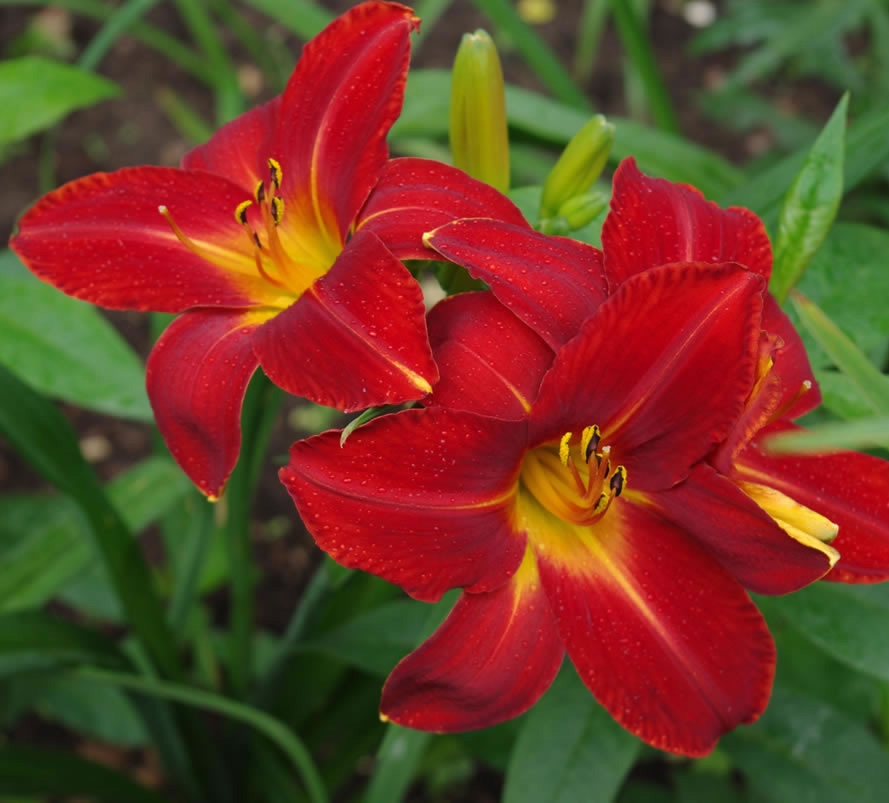 Лилейник гибридный Анзак (темно-красн.)