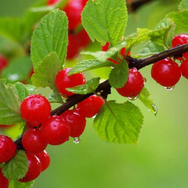 Вишня войлочная Лето