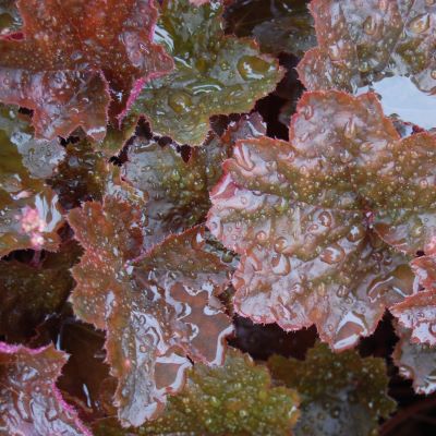 heuchera-rachel-leaf