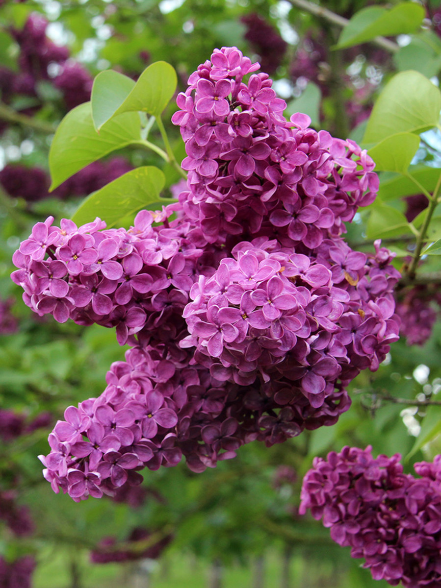 НоменклатураПрисоединенныеФайлы