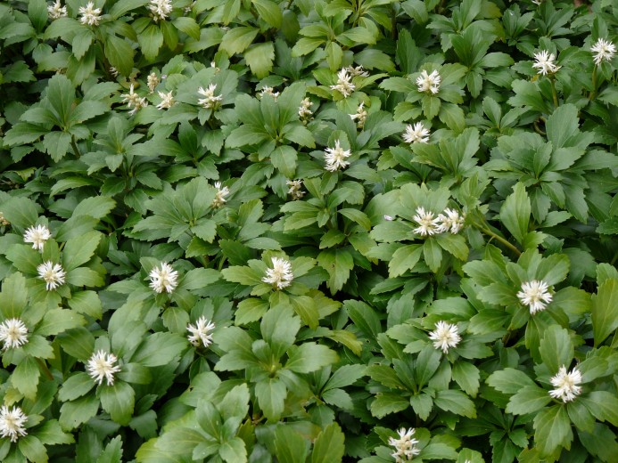 Пахизандра верхушечная Грин Карпет_3