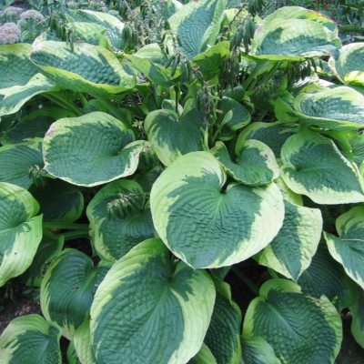 Хоста Олив Бэйли Лэнгдон