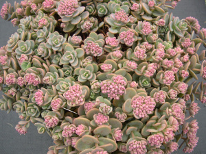 Ochitok-sinij-Sedum-cyaneum