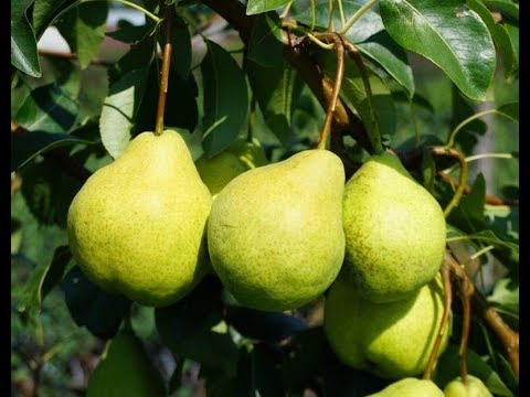 Груша Августовская роса_1