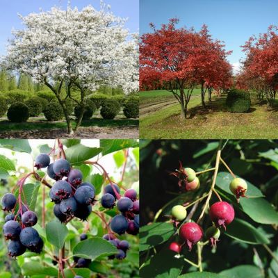 Ирга канадская плодовая Ламарка