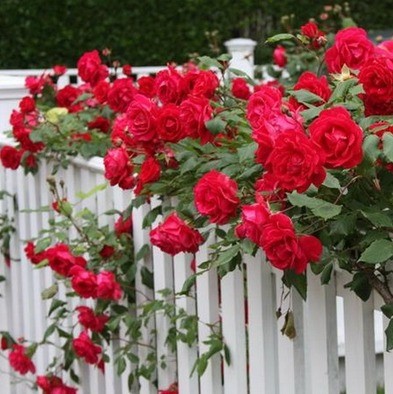 Роза  Сантана4