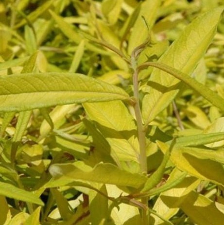 Ива  сахалинская Голден Саншайн