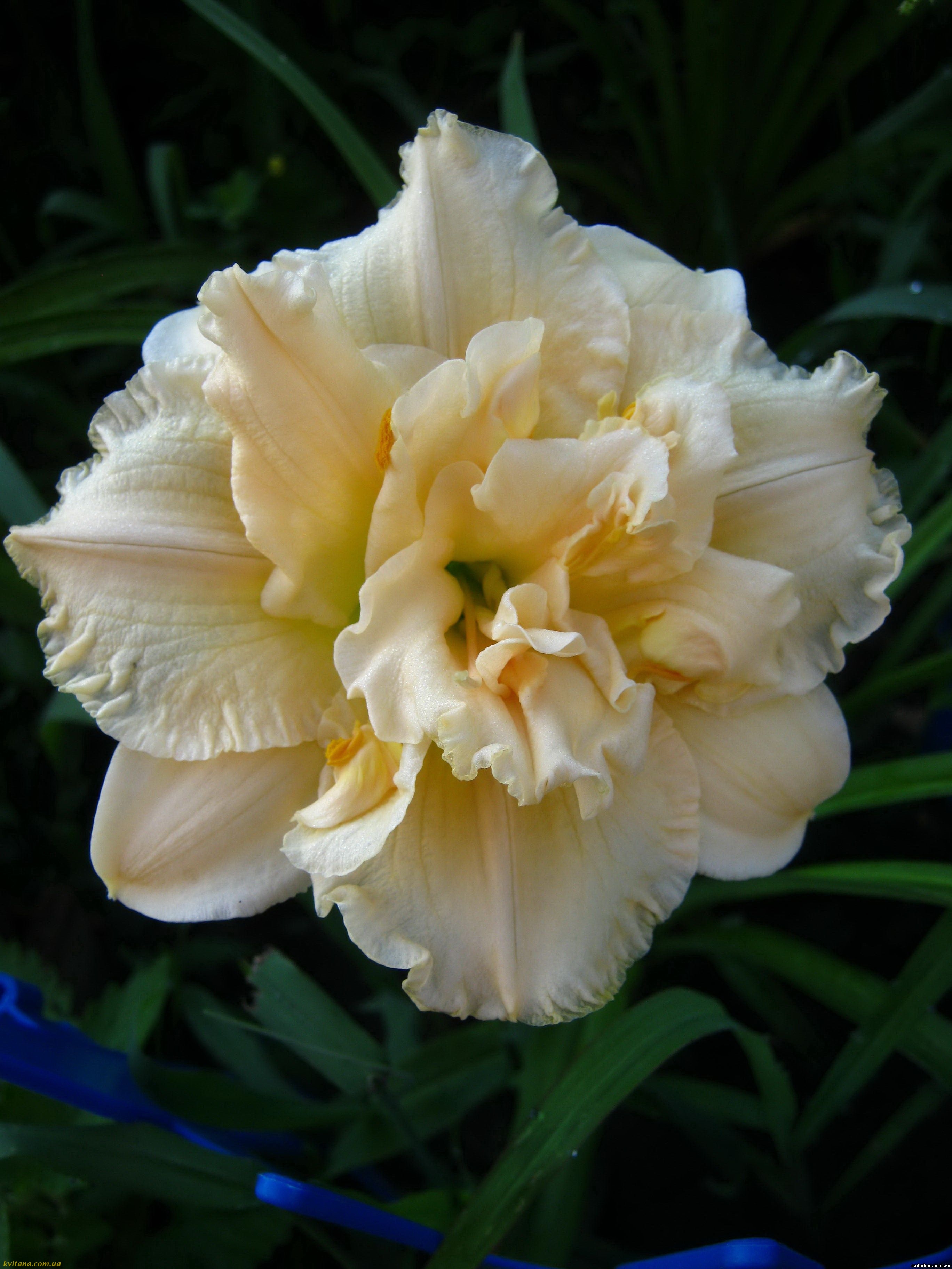 Лилейник гибридный Джейн Свон (абрик. с желт.серед.)