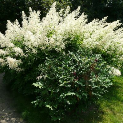 Волжанка обыкновенная (крем.-бел.)