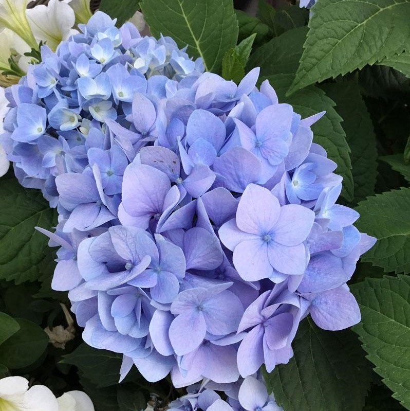 Гортензия крупноцветковая Эндлесс Саммер Ориджинал1