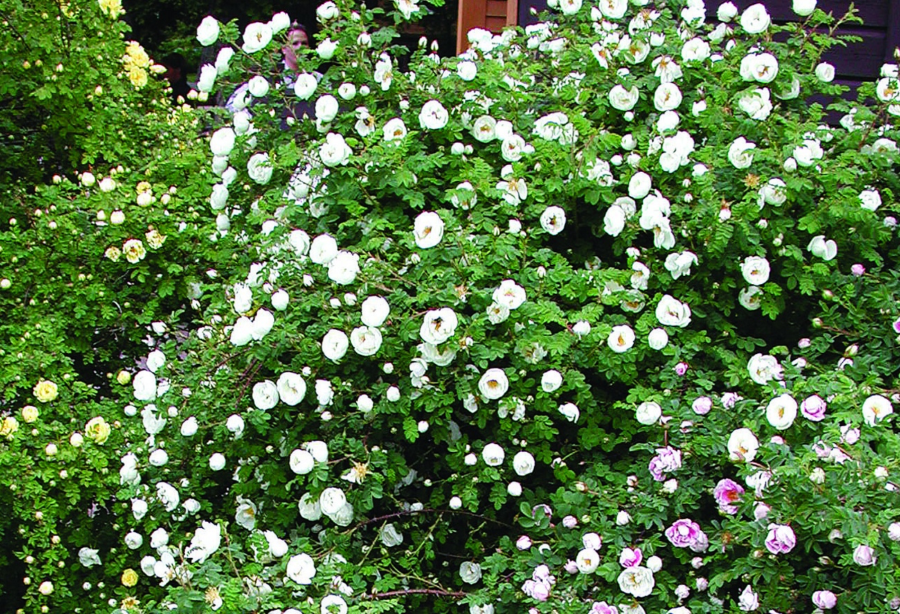 Роза морщинистая Блан Дубль де Кубер_2