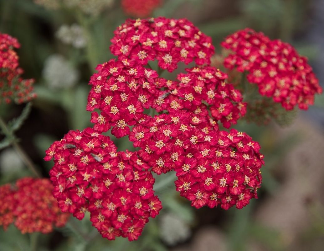 красный кора