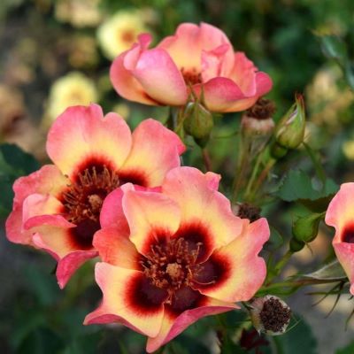 фенси_бабилон_айс