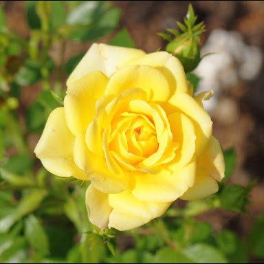 Роза миниатюрная Йеллоу Фейри 1