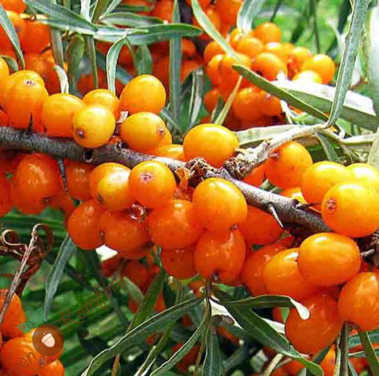 облеп чечек