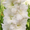 gladiolus_snoui_raffl