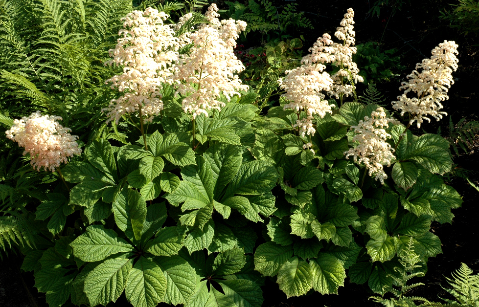 Роджерсия конскокаштанолистиая_2