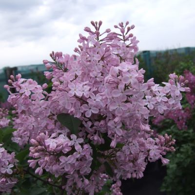 ванильное небо