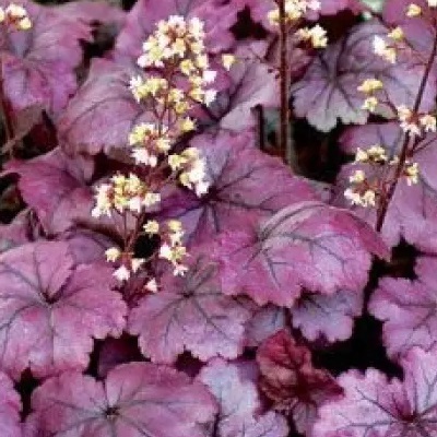 Гейхера плюм роял