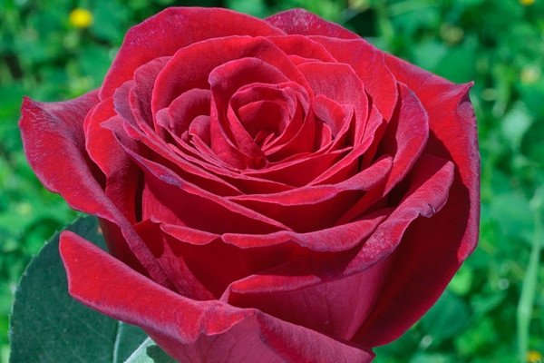 роза роял гарден