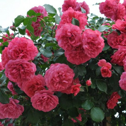 Роза Розариум Ютерсен2