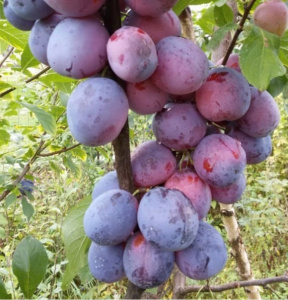 конф