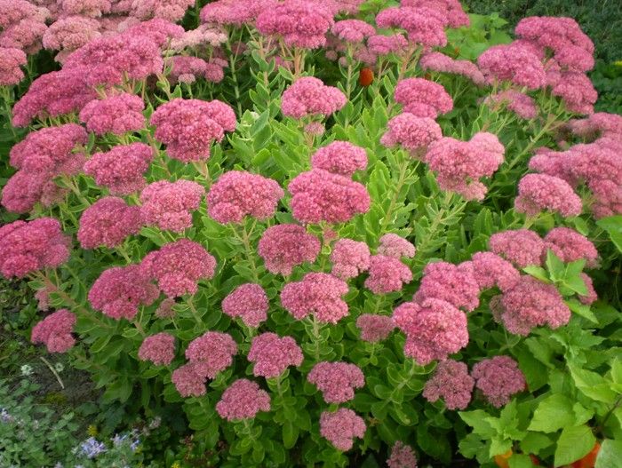 Очиток видный Бриллиант