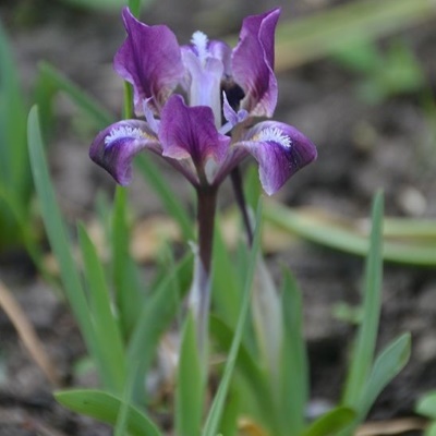 iris_pumila