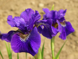 Ирис сибирский 'Ruffled Velvet'_1
