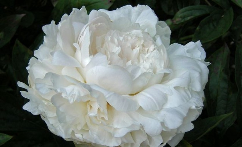 1_сноу суприм