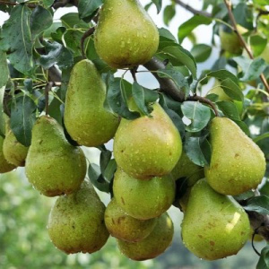 Груша Просто Мария (осенн.с.)