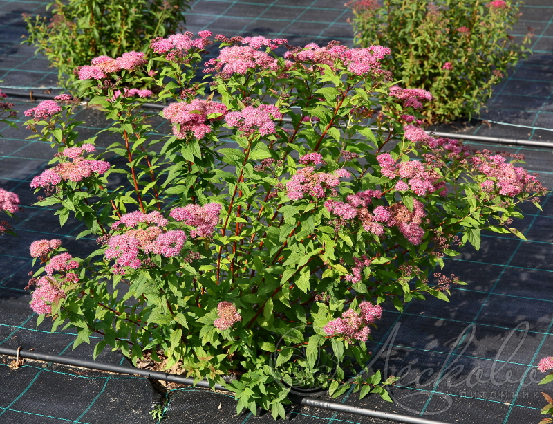 НоменклатураПрисоединенныеФайлы