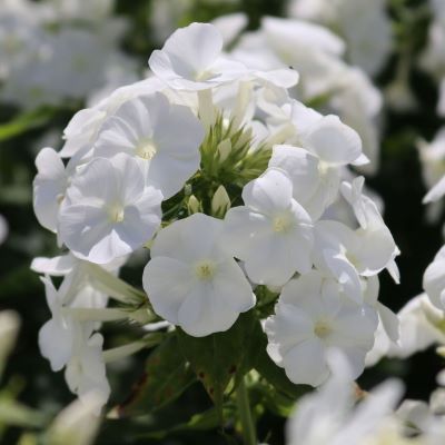 Флокс метельчатый Юник Уайт (бел.)