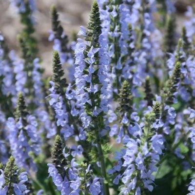 кристал блю