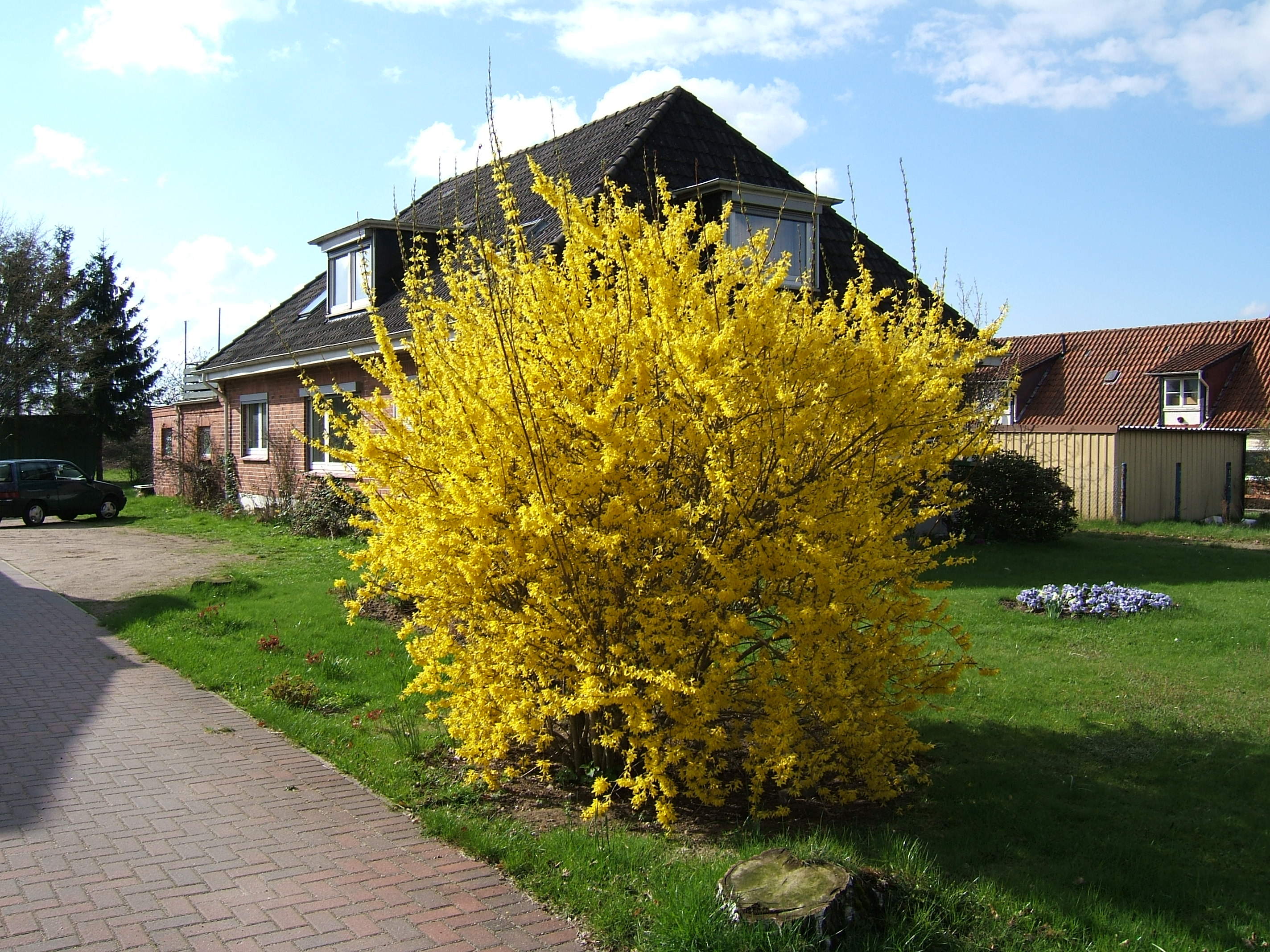 форзиция спект