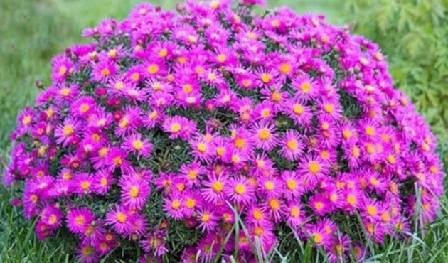 Астра кустарниковая Кассел_3