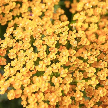 тысячелистник инка голд