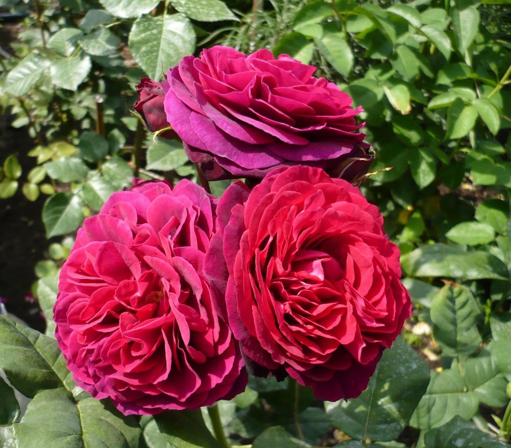 роза астрид графин