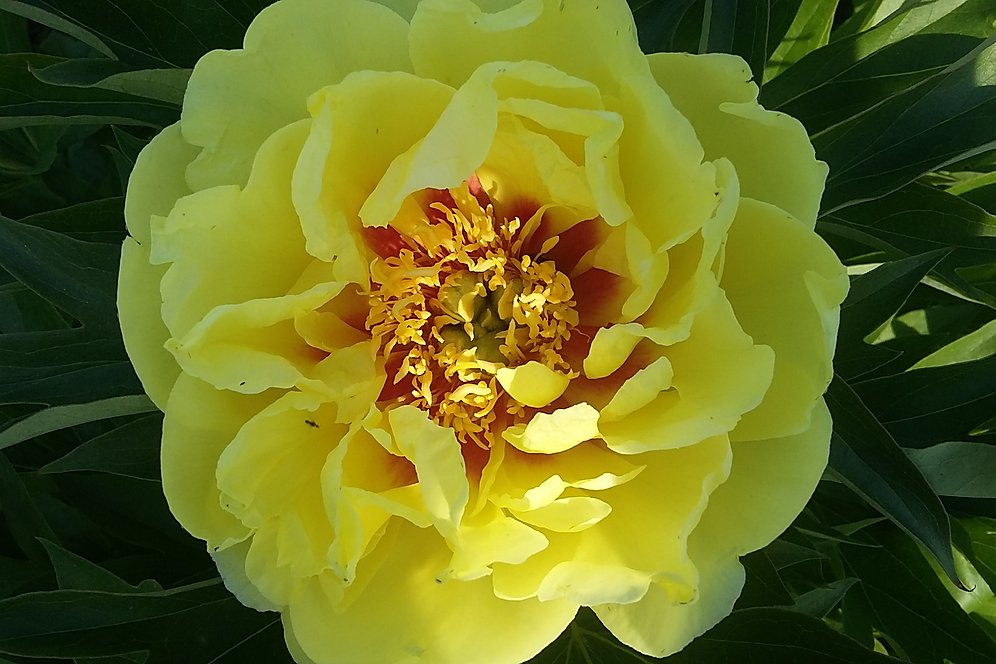 Пион ито-гебрид Бартзелла2