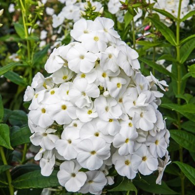 Флокс метельчатый Вайт Адмирал (бел.)