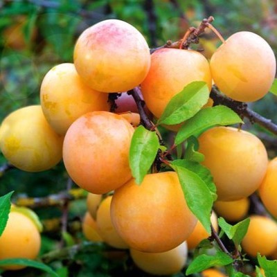 Слива Скромница_1