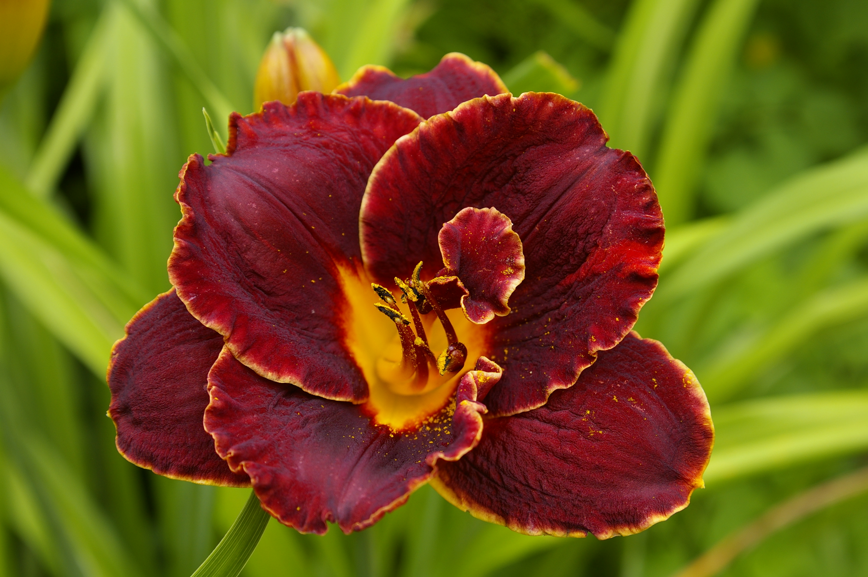 Лилейник гибридный Найт Эмберс (бордов.-махров.)